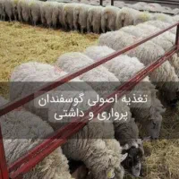 کاه جو ۳۰باک بزرگ شیرازی۱۸۰۰