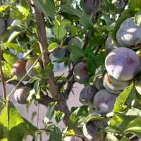 باغ در مجلسی اصفهان