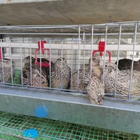 بلدرچین گوشتی