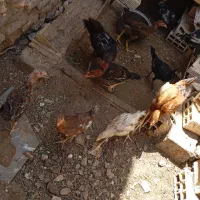 جوجه و مرغ خونه ای