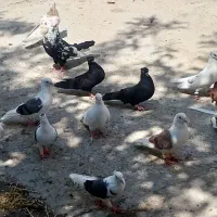 کفتر