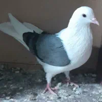 چند تا کفتر خوب