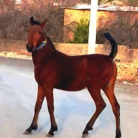 اسب|اسب و تجهیزات اسب‌سواری|نورآباد ممسنی, |دیوار
