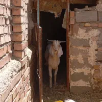 گوسفند