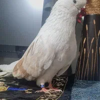 نوک قنار نوک جم
