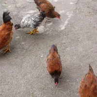 نیمچه خروس