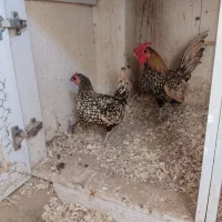 مرغ وخروس مینیاتوری سیبرایت جاپنیز