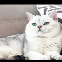 جهت جفت گیری با ماده نازنینتون
