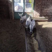بزازنژادوارداتی صلاله