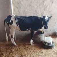 گاو با گوساله
