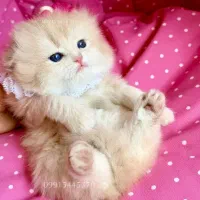 شاه توله ماده خرسی لانگ هیر رنگ کمیاب وترندcy12