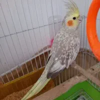 عروس هلندی نر گم شده