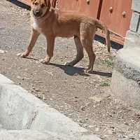 سگ پنجه بزرگ تمیز وخانگی یکساله