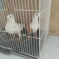 کبوتر جفت  تخم دارن