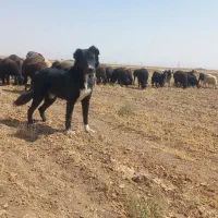 سگ گله آدمی