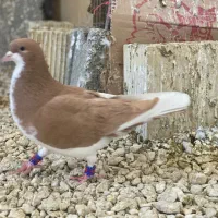 شهری|حیوانات|شیراز, کفترک|دیوار