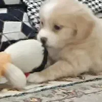 توله سگ شیتزو