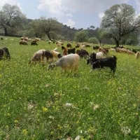 یه عدد کهره نر