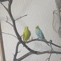 مرغ عشق بالغ اماده تخم