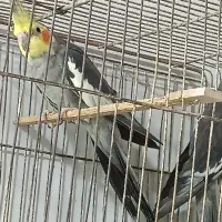 عروس سخنگو به شرط