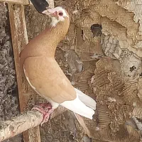 کبوتر باختی