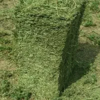 بیده تمیز خشک