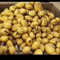 سیب زمینی بذری رانومی و ۰۰۰