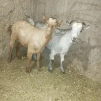 فروش کره چاق و بز نژاد دار