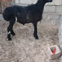 بره قوچی