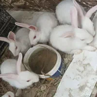 خرگوش|موش و خرگوش|کنارک, |دیوار