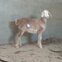 بره ماده چینی خوشکل سبک، میش ، بز