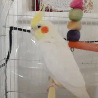 عروس هلندی سخنگو