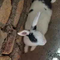 خرگوش بالغ