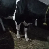 گاو شیری تازه زا