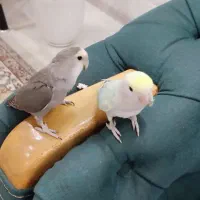 طوطی بززیلی کوتوله
