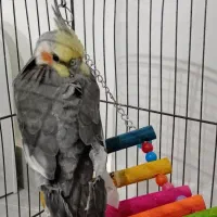 عروس هلندی نر