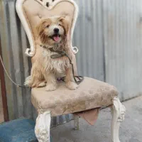 گمشده