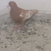 ماده پلاکی