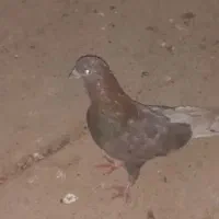 کبوتر|پرنده|کوهدشت, |دیوار