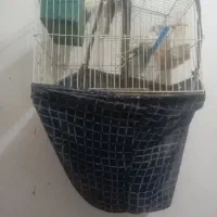 مرغ عشق
