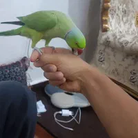 طوطی ملنگو دوعدد نرو ماده