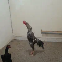 اوشامو