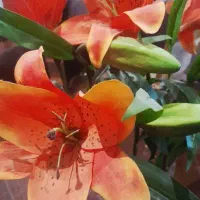 ۵شاخه گل مصنوعی لیلیوم