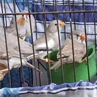 فنچ زبرا  نر و ماده  و جفت مولد