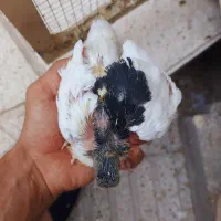 سه تا جوجه