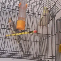 عروس ماده بشرط تخم