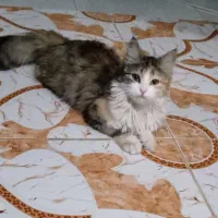 گربه پشمالو نجات پرشین ۶ماهه واگذار میشود