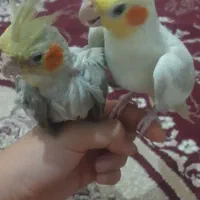 جفت عروس هلندی