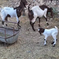 بز و کره پاکستانی
