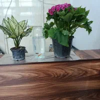 شاگردگچکارم